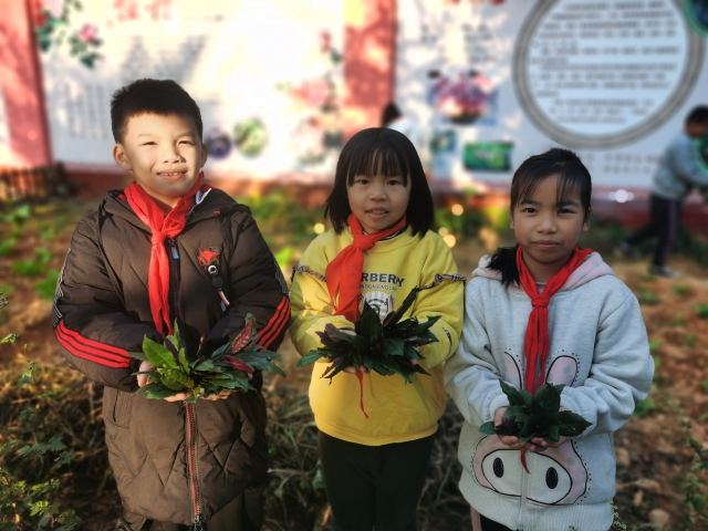 學生在采摘自己種植的染料植物（學校供圖）.jpg