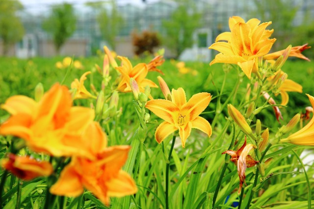 校地攜手讓小小萱草花釋放大能量。學校供圖