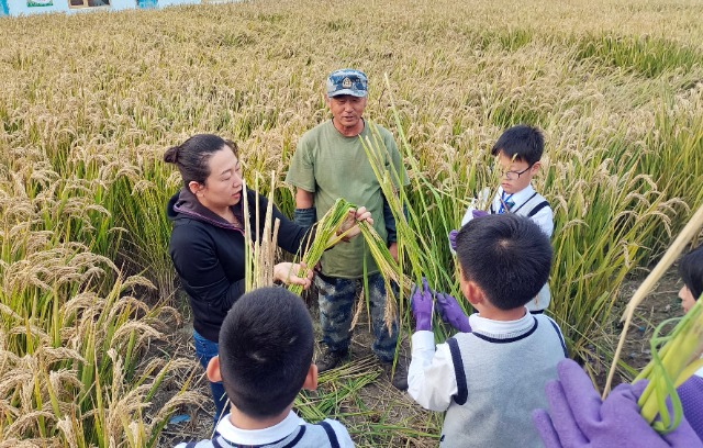 秋收時節(jié)，學(xué)生在老師指導(dǎo)下將水稻打捆   攝影  高望.jpg