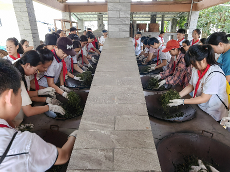 梧州市蒼海小學(xué)的同學(xué)們體驗(yàn)炒茶、制茶。.png