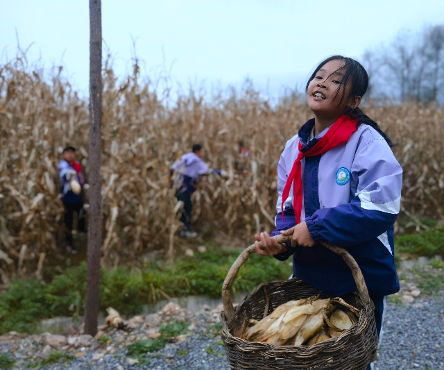 學(xué)生分工明確，將玉米運到空地處.jpg