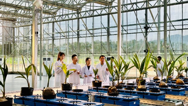 海南大學(xué)羅杰教授科研團(tuán)隊(duì)在熱帶農(nóng)業(yè)學(xué)科表型分析平臺(tái)研究椰子基因組學(xué)。（學(xué)校供圖）.jpg